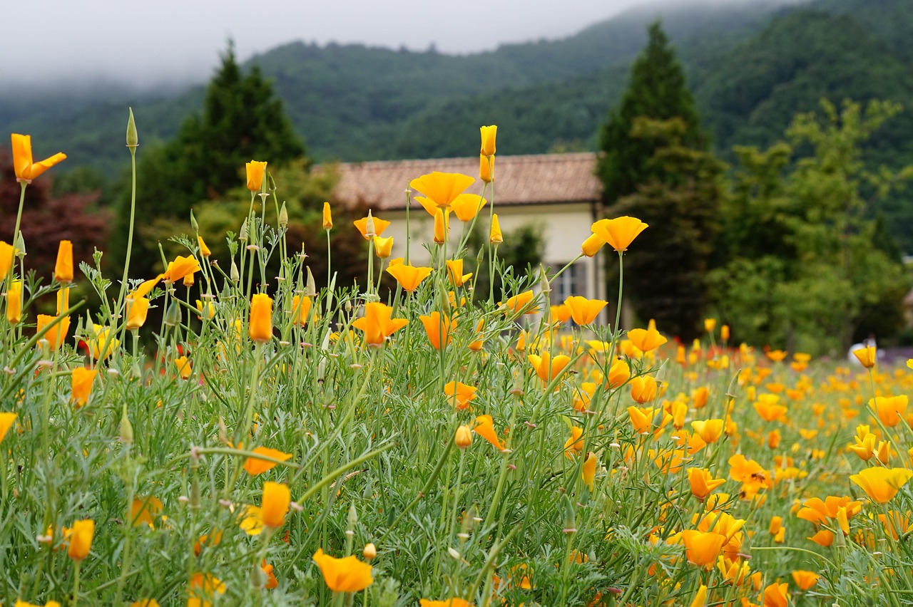 技术支持辅助如何侵害并触碰了游戏的品牌形象？