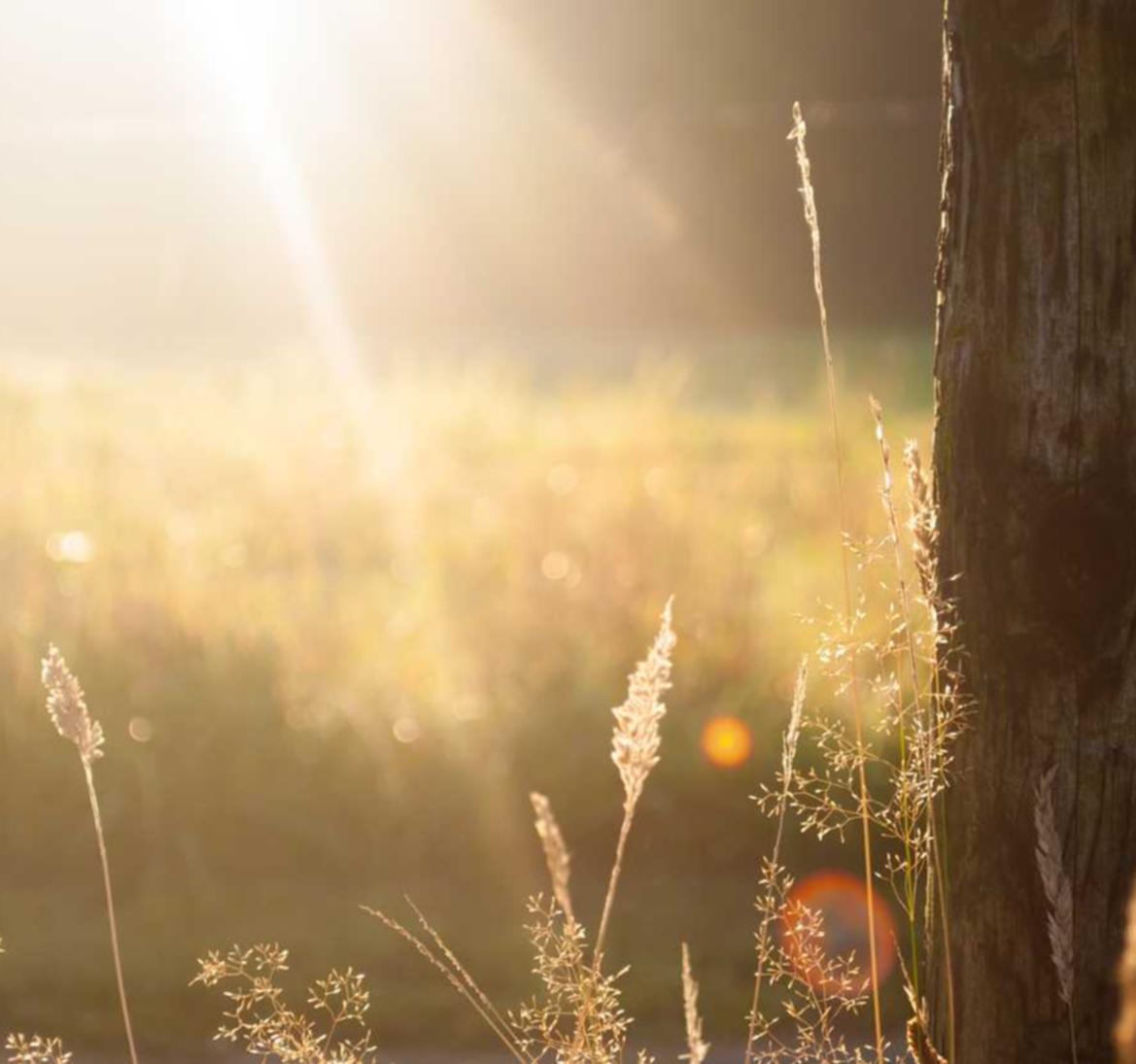 syn攻击|招财猫官网详情下载教程app